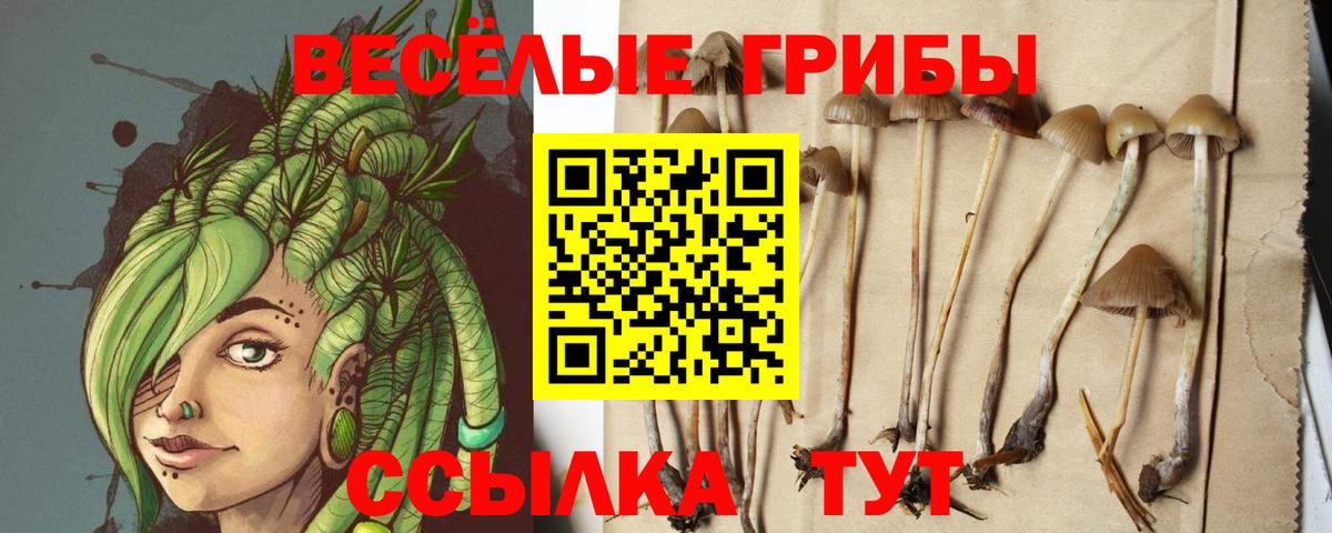 Псилоцибиновые грибы мицелий Кольчугино